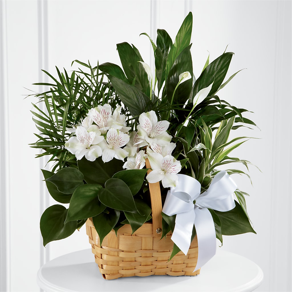 Peace & Serenity Dishgarden – Simply Gorgeous Flowers, Harvey LA