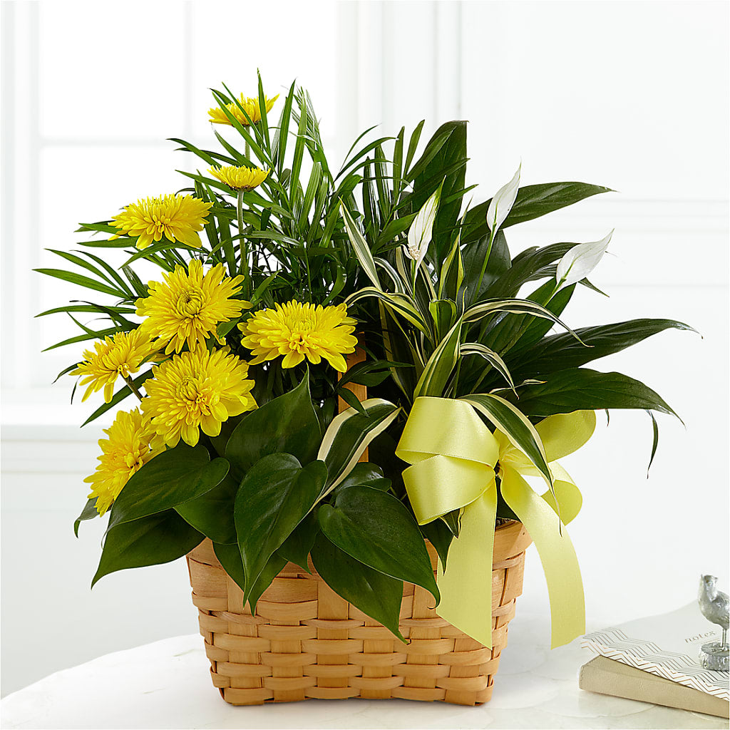 Loving Light Dishgarden – Simply Gorgeous Flowers, Harvey LA