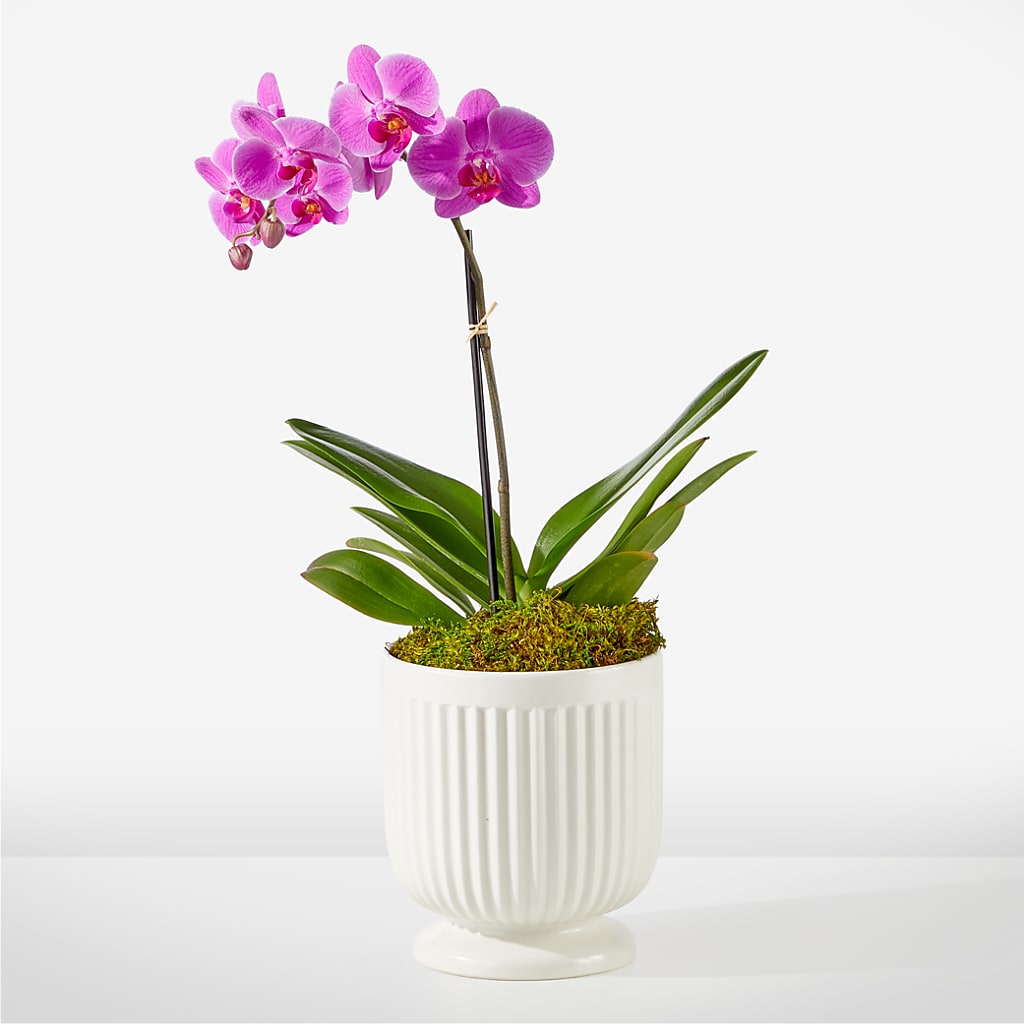 Friendly Fuchsia Orchid – Simply Gorgeous Flowers, Harvey LA