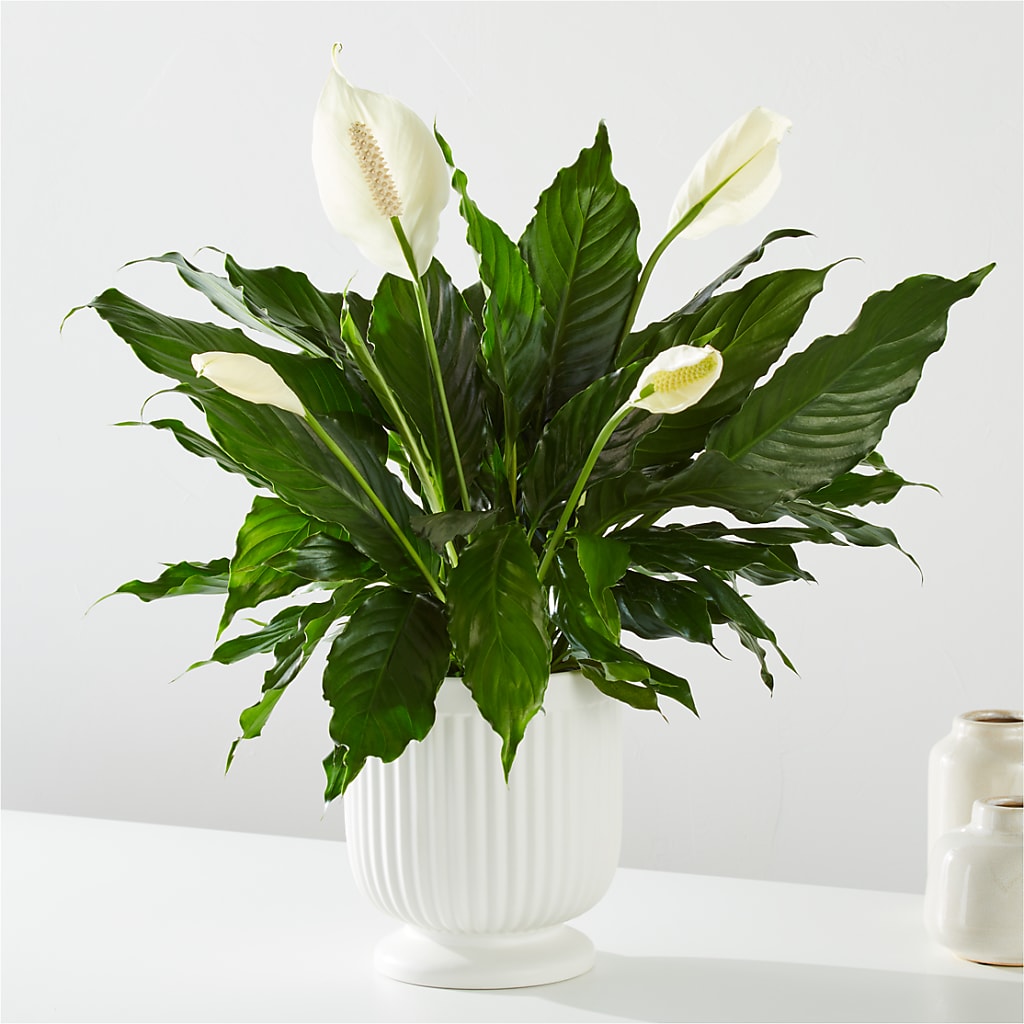 Comfort Planter – Simply Gorgeous Flowers, Harvey LA