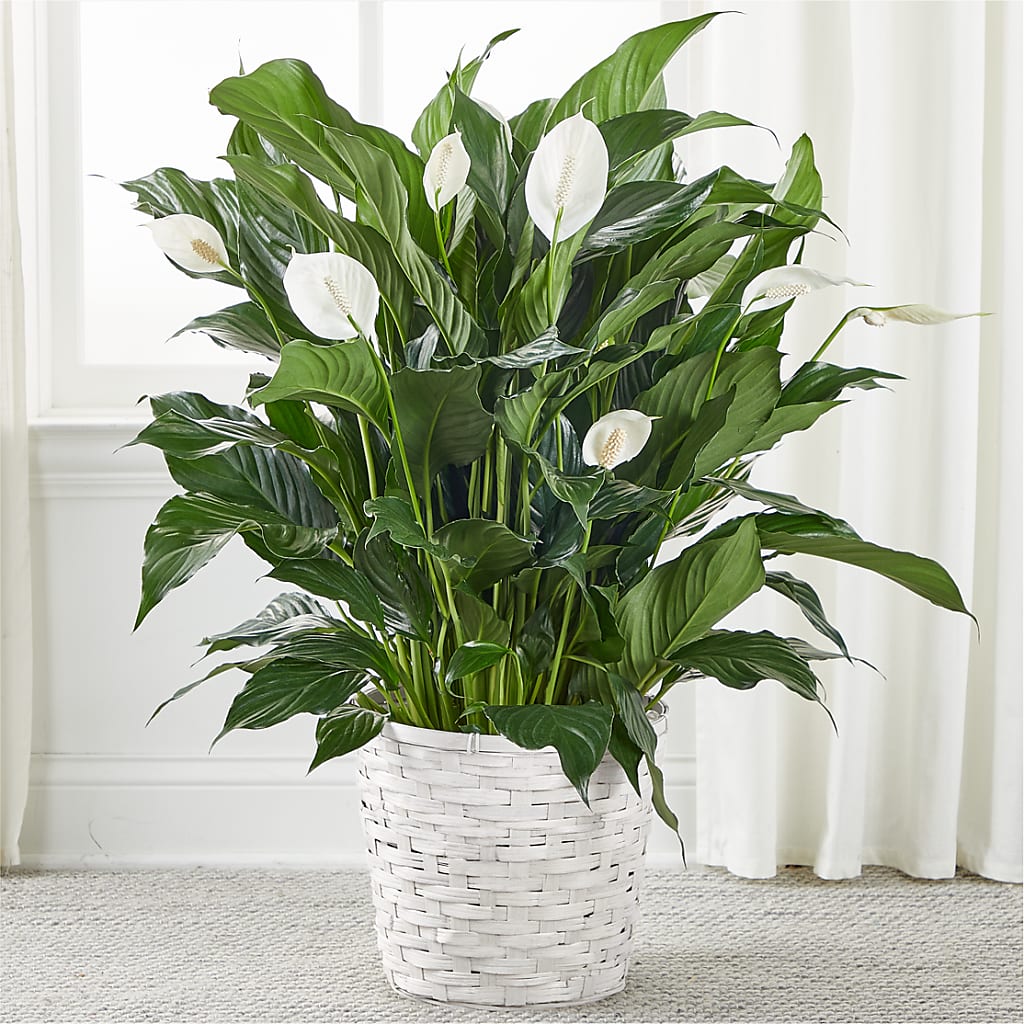 A New Leaf Peace Lily – Simply Gorgeous Flowers, Harvey LA