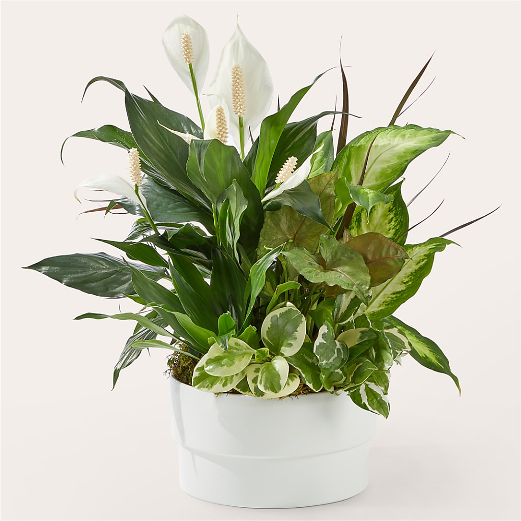 Radiating Positivity Dishgarden – Simply Gorgeous Flowers, Harvey LA