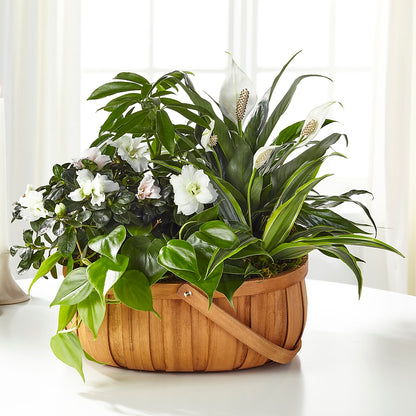 Serene Dishgarden –  Simply Gorgeous Flowers, Harvey LA