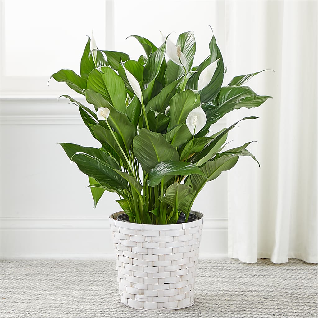 A New Leaf Peace Lily –  Simply Gorgeous Flowers, Harvey LA