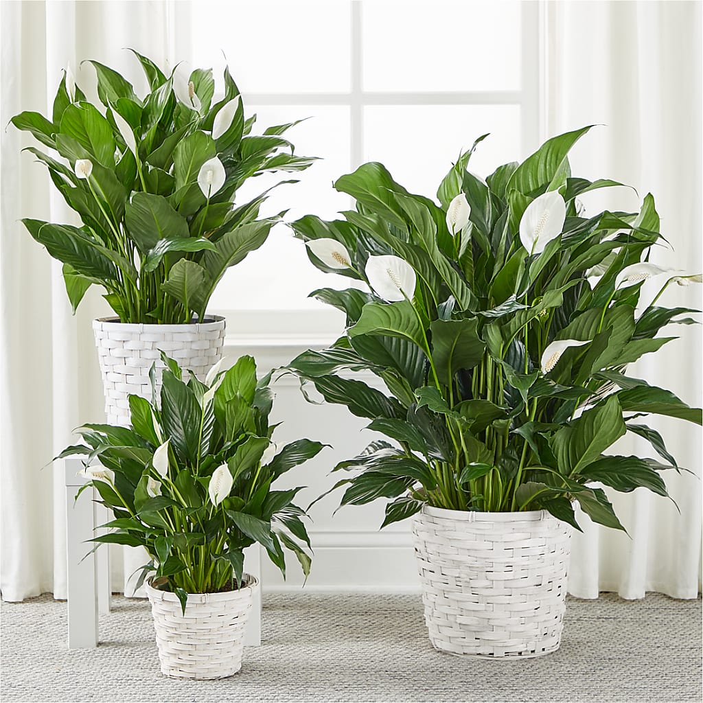 A New Leaf Peace Lily –  Simply Gorgeous Flowers, Harvey LA