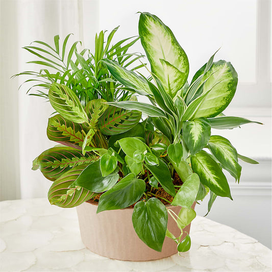 Balance & Harmony Dishgarden –  Simply Gorgeous Flowers, Harvey LA