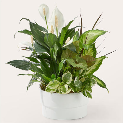 Radiating Positivity Dishgarden –  Simply Gorgeous Flowers, Harvey LA